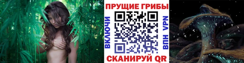 блэк спрут ССЫЛКА  закладки  Мглин  Псилоцибиновые грибы мицелий 